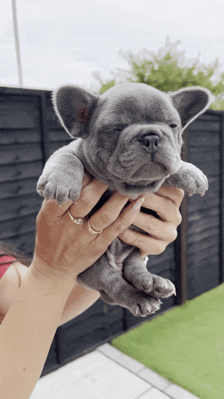 cute frenchie